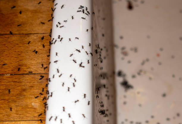 Trusted Petersburg, VA Pest Control Experts